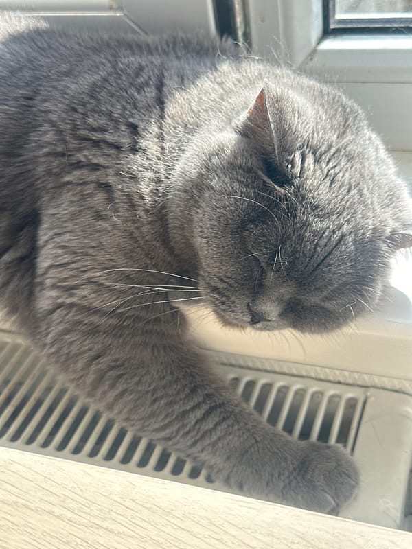 Gray cat rests and grooms on sunny windowsill in Riga