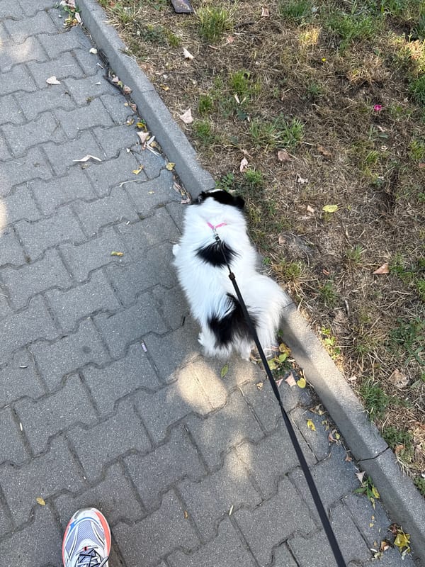 Morning routine with dog walks and relaxation in Stara Zagora