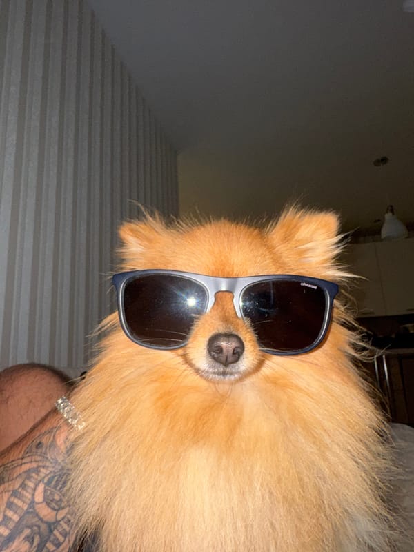Pomeranian in sunglasses spotted with tattooed owner in Russia