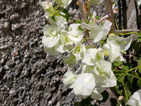 Daily life moments documented in Juan Griego, Venezuela