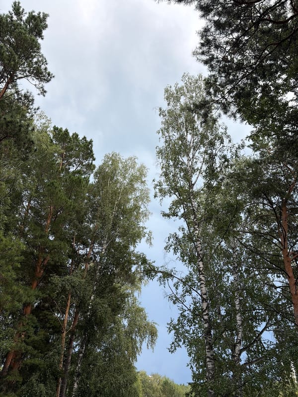 Looking up through pine and birch canopy, Koltsovo forest