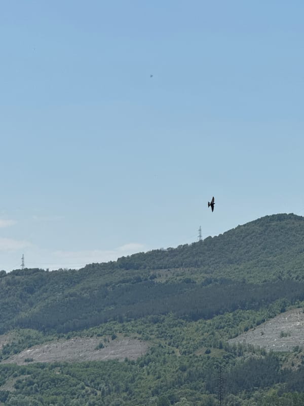 Bird spotted flying over green hillside in Blagoevgrad