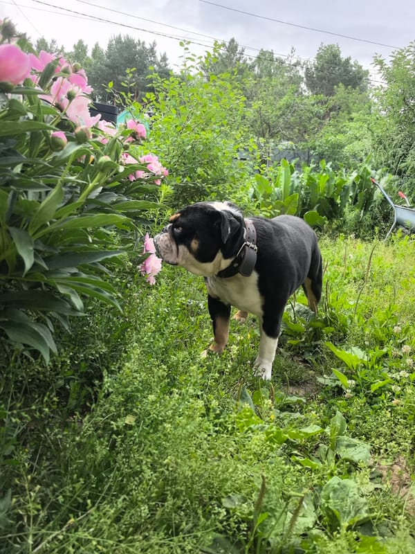Bulldog enjoys early morning garden time among blooming peonies