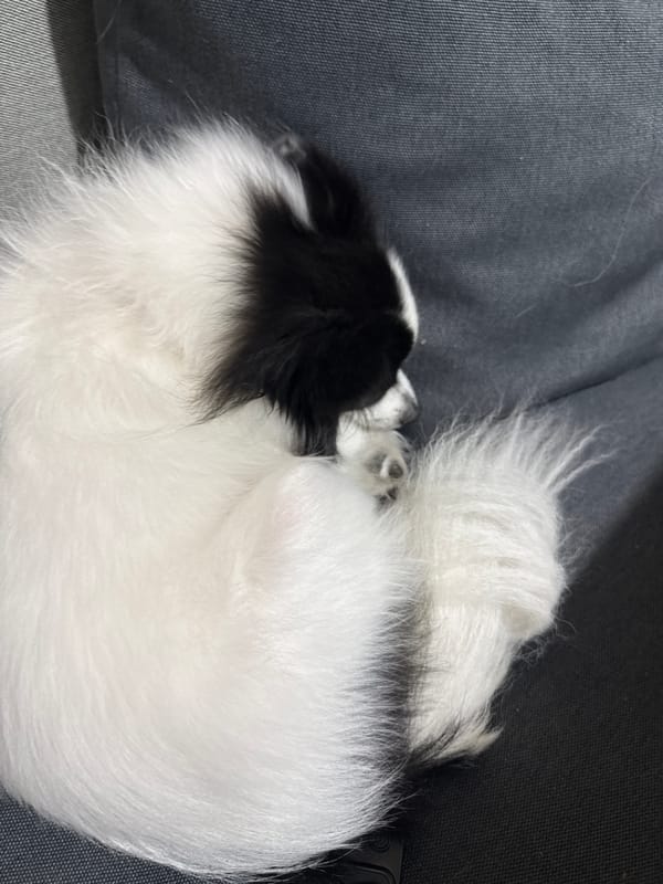 Lazy afternoon at home in Stara Zagora with a Pomeranian