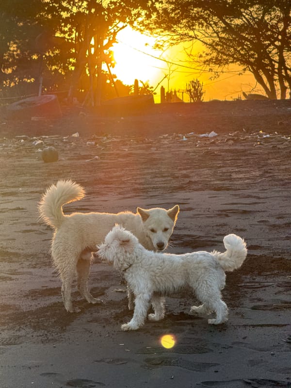 A quiet Bali beach morning, dogs, kites, and shoreline details