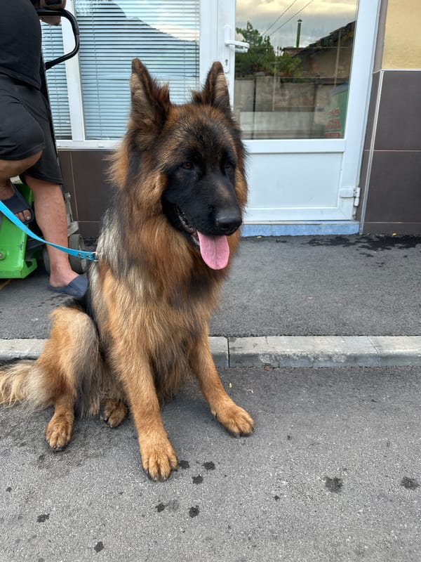 German Shepherd taking a break on a Kostenets street