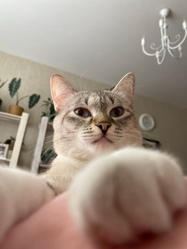 Grey tabby cat with blue eyes photographed in Yekaterinburg