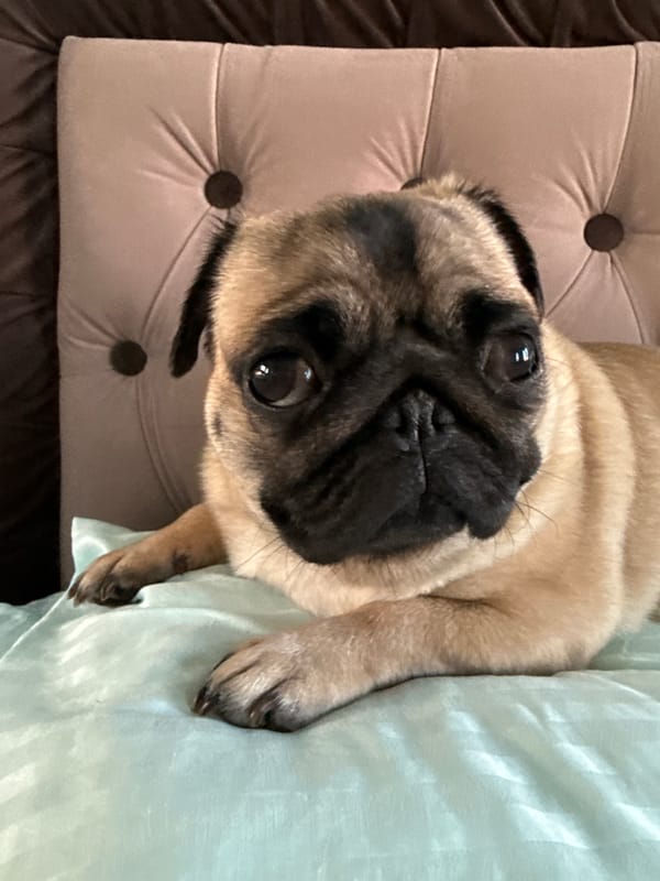 Two pugs at rest on a light blue bed