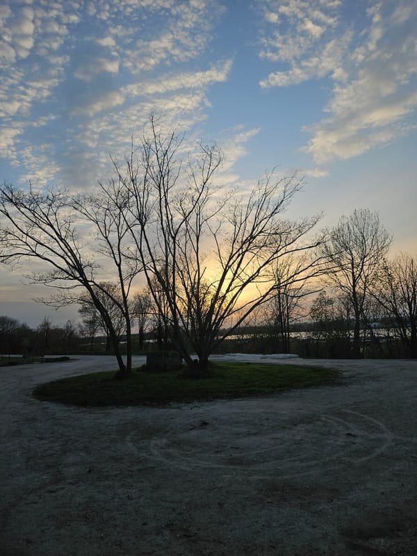 Cat in tree, sunset captured during Ruse waterfront stroll