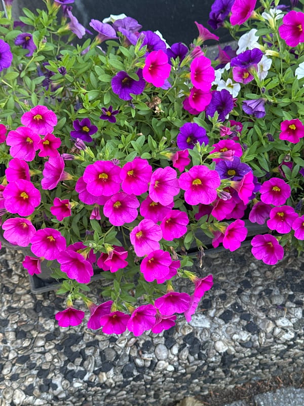 Petunias, a passing plane, and a Krefeld street on a summer morning