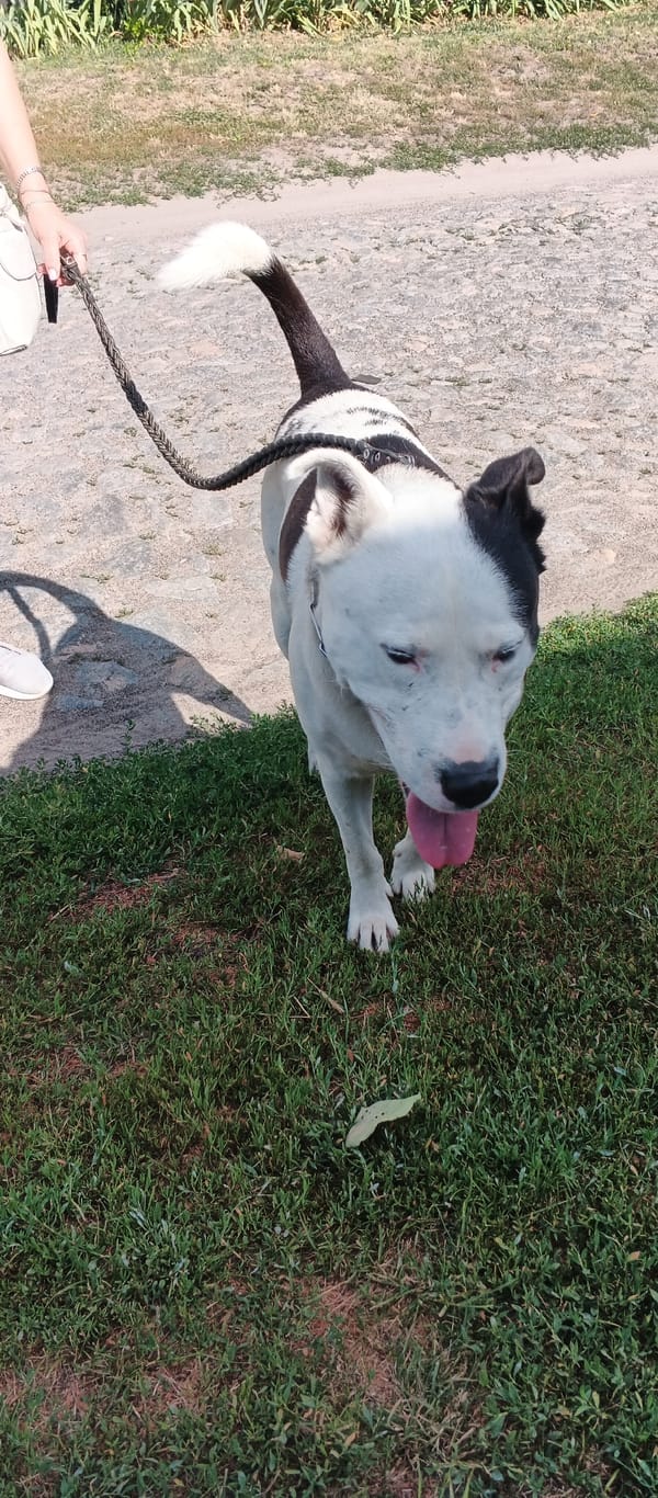 Dogs out and about on Smila's summer sidewalks