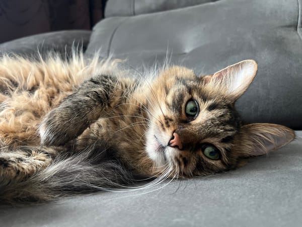 Fluffy tabby cat deep asleep on a gray couch in Belarus