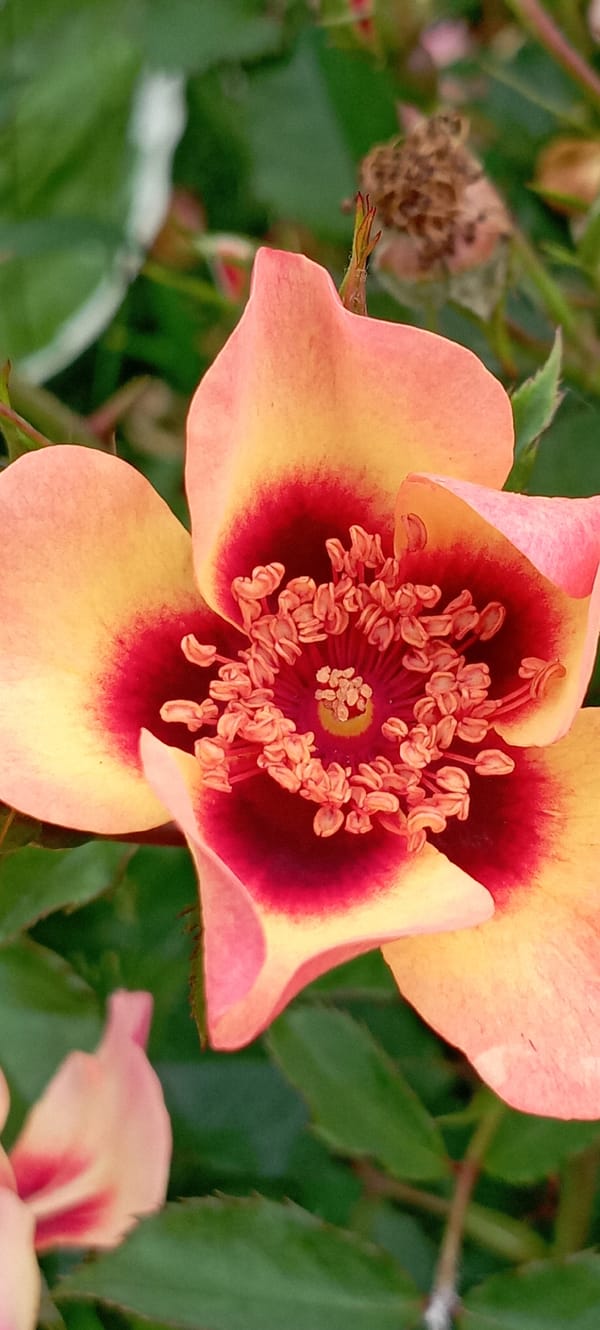 Garden flowers in close-up, Radisne, Ukraine