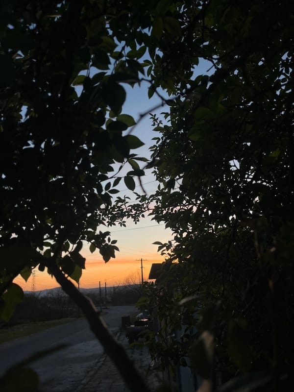 Twilight captured through trees in rural Bulgarian village