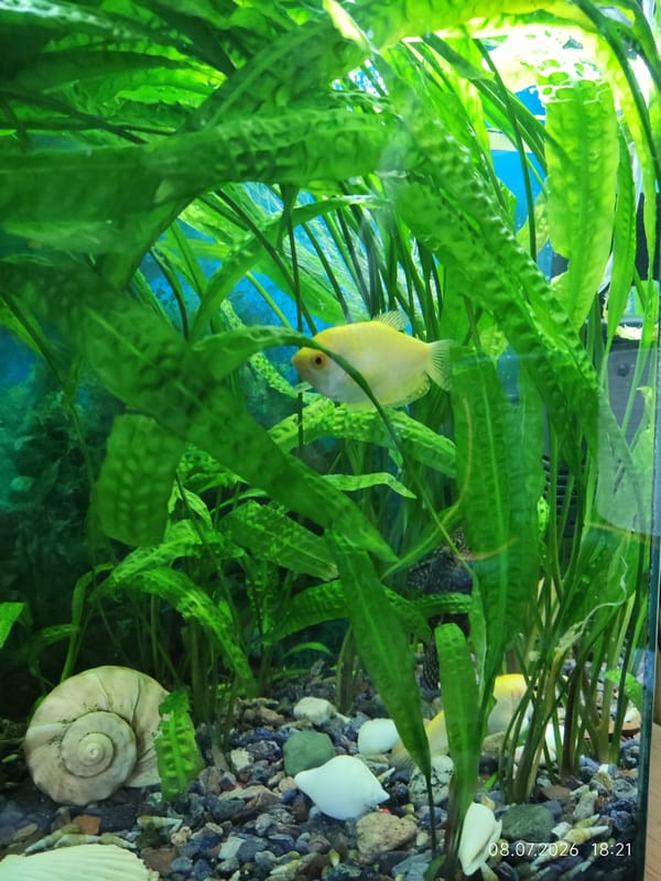 Pets, plants, and décor inside a Karshi City home