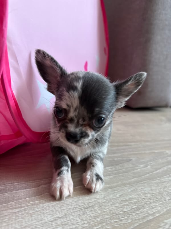 Merle chihuahua puppy explores a room in Svetly, Russia