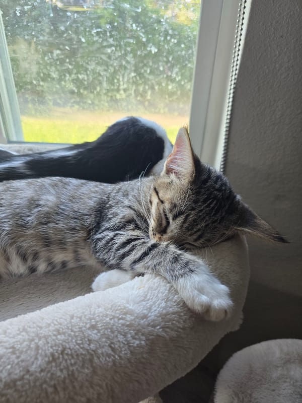 Kittens napping everywhere, plus one mysterious caped figurine