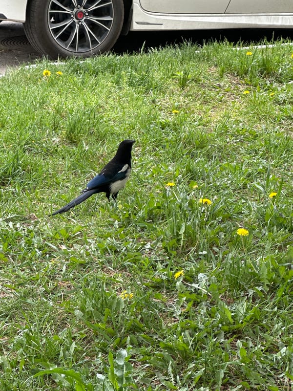 Spring wildlife observed in Khabarovsk: magpies, pigeons, blooming trees
