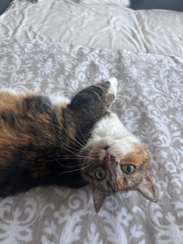 Lazy afternoon at home in Riga with a calico cat