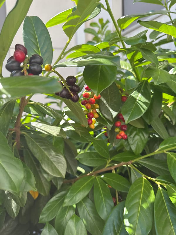Street scenes and flora from a sunny francophone urban setting