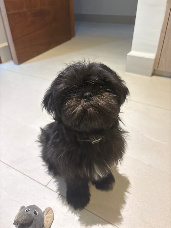 Small black dog filmed indoors in Tampico home