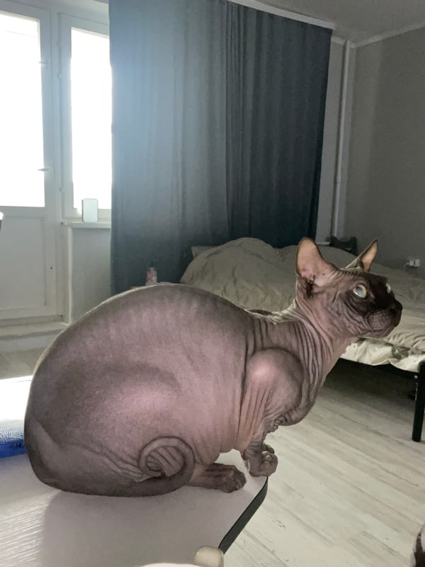 Sphynx cat spotted in home office workspace