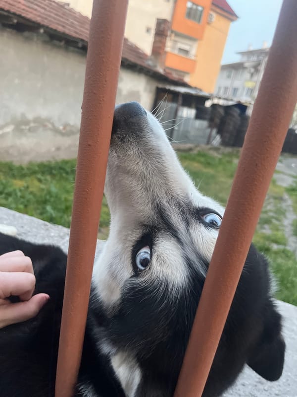 Husky dog photographed being petted in Haskovo, Bulgaria