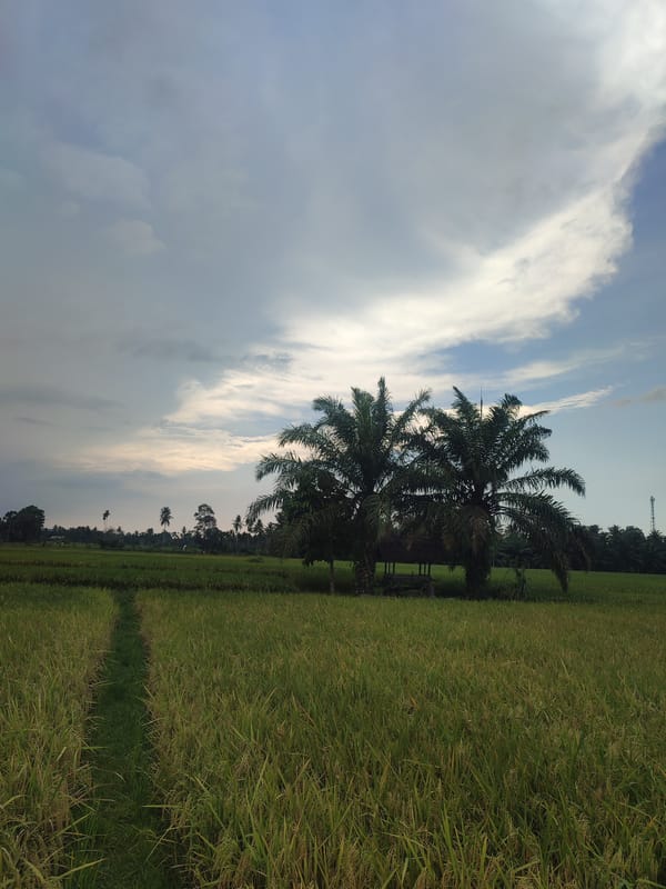Rice harvest season captured in rural Lhokjok, Indonesia