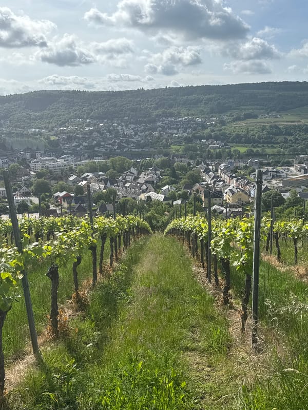 Morning vineyard view captured overlooking Wasserbillig, Luxembourg