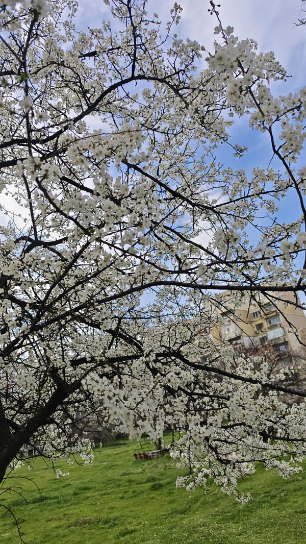 Dogs relaxing indoors, spring blooms observed in Plovdiv