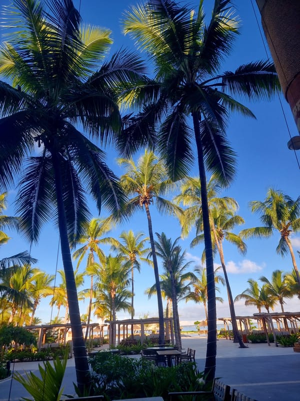 Palm trees frame beach view in Zanzibar, Tanzania