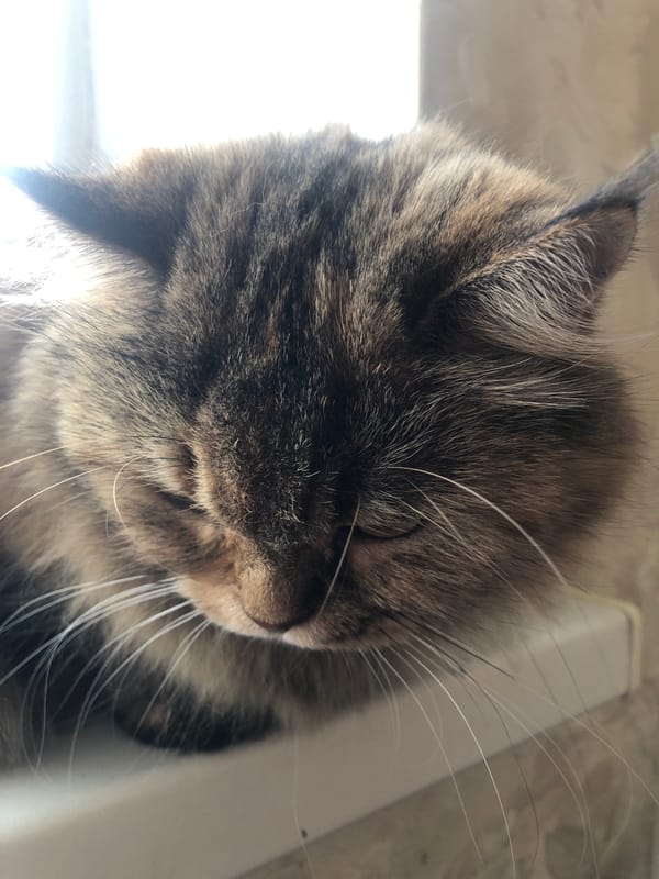 Cats at home: resting, window-watching, and drinking water