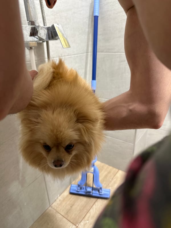 Pomeranian dog held in bathroom in Stara Zagora