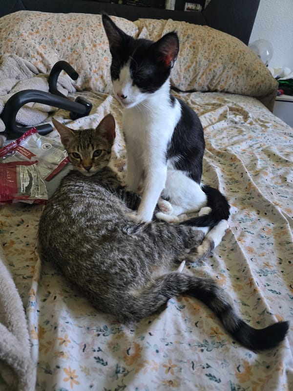 Cats and kittens napping and cuddling on a quiet evening