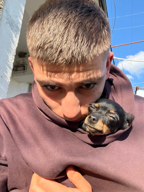 Person carries puppy in hoodie during afternoon moment
