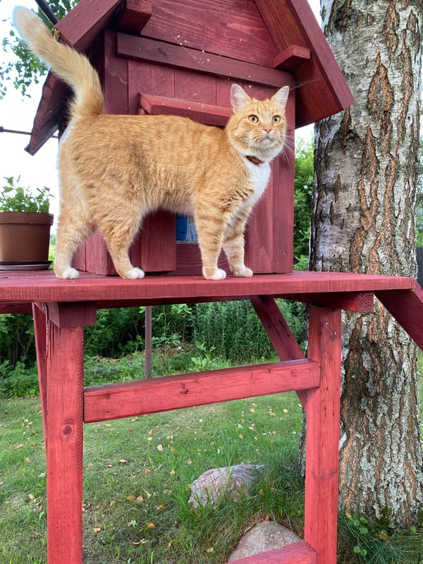 Orange tabby cat hangs out in a blooming backyard garden