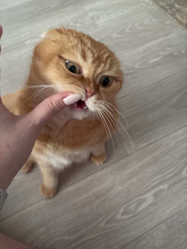 Scottish Fold cat doing its thing on a wooden floor