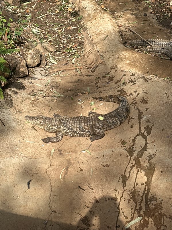 Visitor documents afternoon tour of Jos Wildlife Park animals