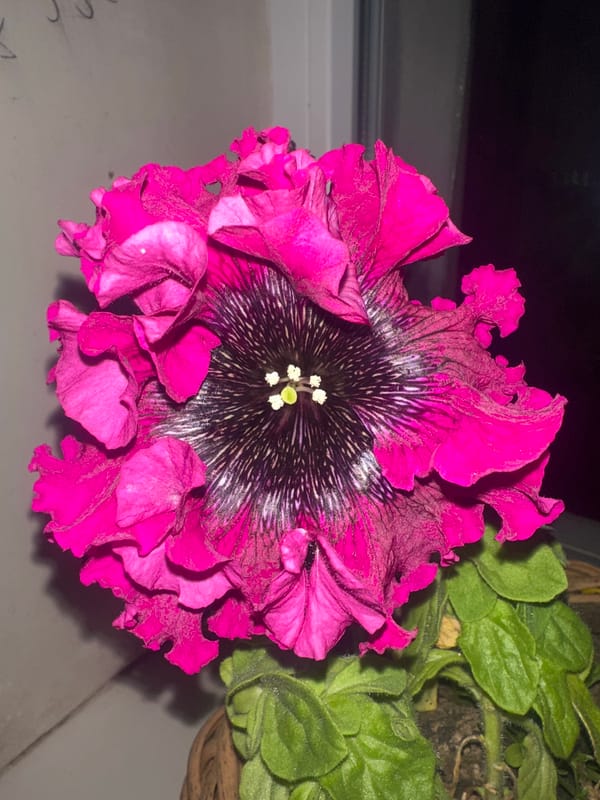 Nighttime flower photography documented in Poltava, Ukraine
