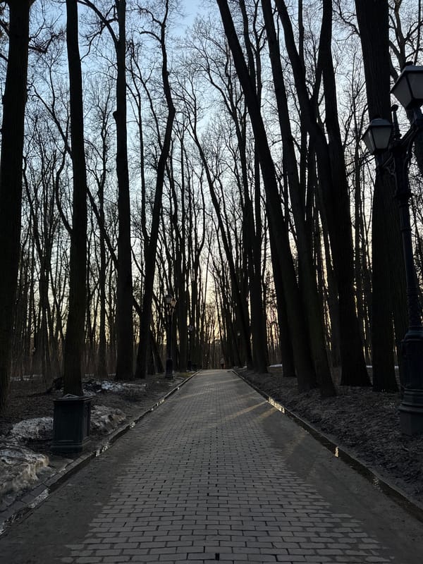 Bare trees line grey brick pathway in Moscow park