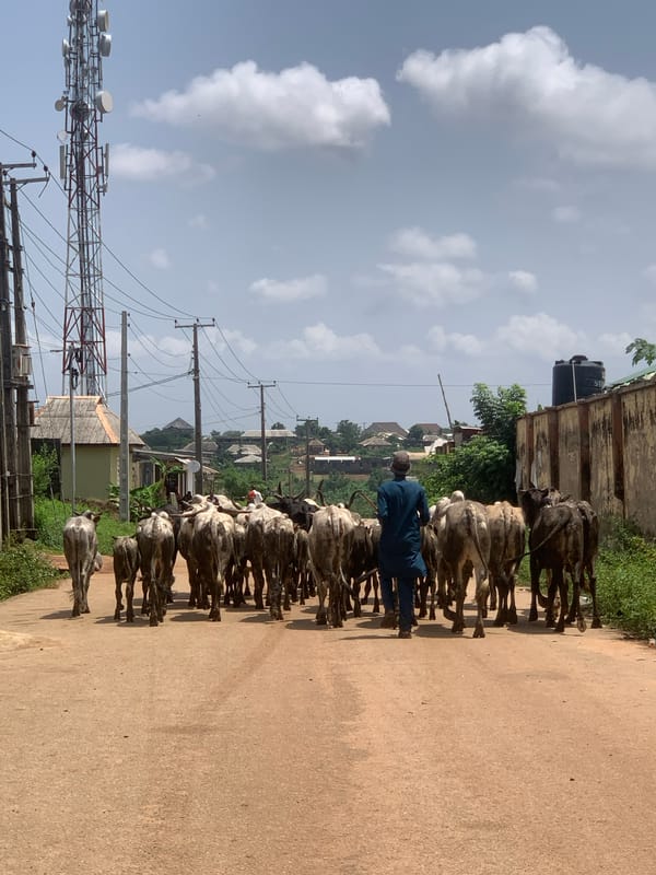 Cattle herded through Ikorodu streets by local men
