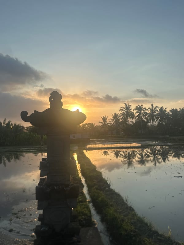Golden hour across Ubud's rice paddies and palm silhouettes
