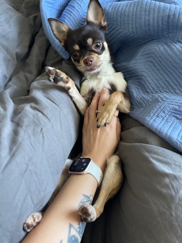Chihuahua morning in a Romanian bedroom