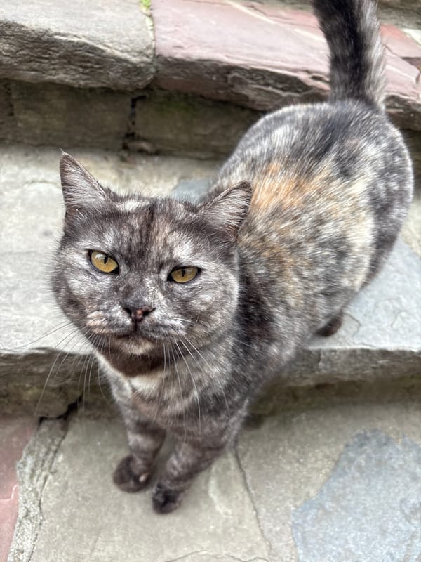 Spring Day Moments Captured Around Karlovo, Bulgaria