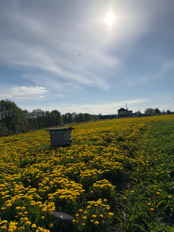 Spring morning documented in Russian village dandelion fields