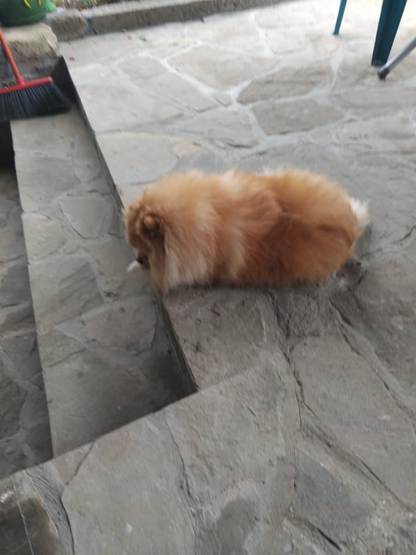 Pomeranian takes it easy on a stone patio in Apriltsi