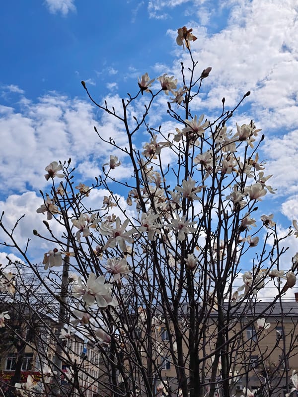 Magnolia tree blooms in spring in Vinnytsia, Ukraine