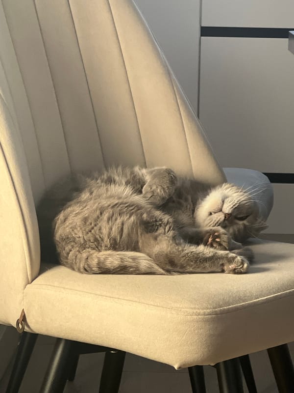 Gray cat sleeps on chair in Votkinsk home