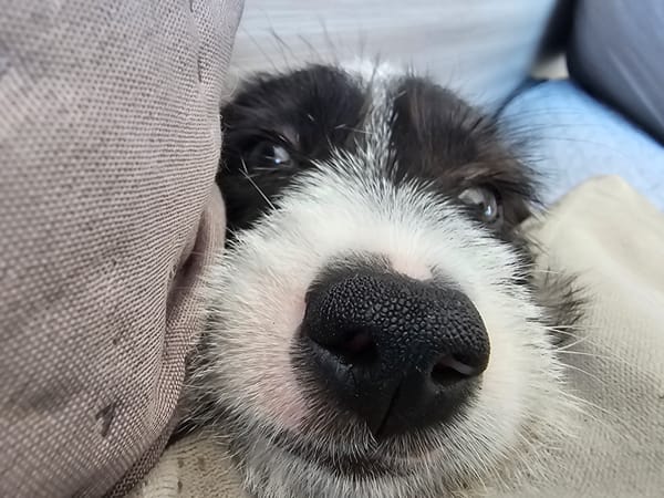 Border Collie puppy photographed resting at home in Cabo Frio