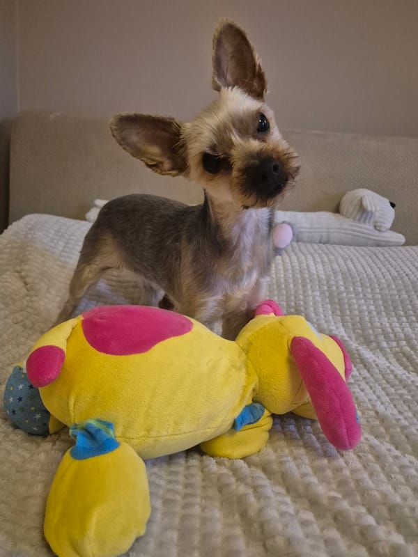 Yorkshire Terrier plays with toys indoors in Pavlikeni